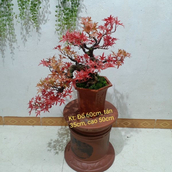 Cây tùng giả, bonsai